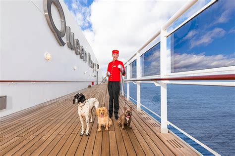 Can You Take a Dog on a Cruise Ship? And Why Do Pineapples Dream of Sailing?