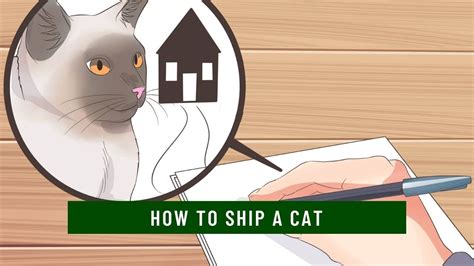 How to Ship a Cat: A Comprehensive Guide to Feline Logistics and the Art of Cat Whispering