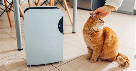 How to Tell if Air Purifier is Working: And Why Your Cat Might Be the Best Judge