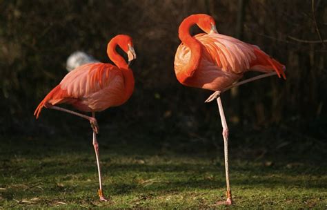 Why is my Temu package taking so long? And why do flamingos stand on one leg while waiting?