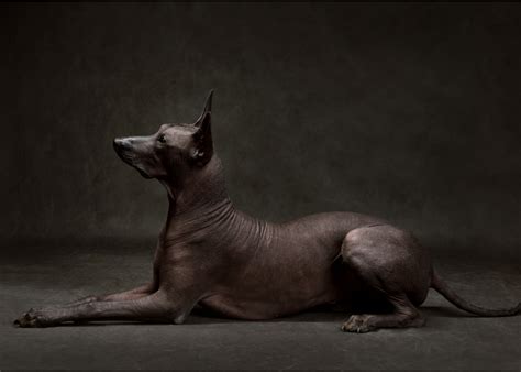  Xoloitzcuintli:  A Magical Dog and Its Ancient Aztec Guardian Role!