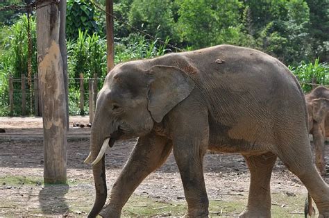  Young Man With Elephant Ears! - A Quirky Malaysian Folk Tale From The 5th Century Unveiled.